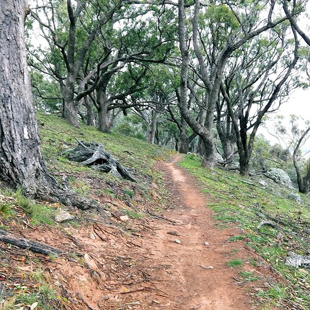 Natalie_Rose_89's tweet photo. One tree hill 🌲 #girldate #lunge #rainy #travelplans #girltalk #hike #burgers #wine #whomissesdancing #wedo #nature #needtoworkonthefitness #gossip

📸 https://t.co/7q9staFj8a via https://t.co/caQNgthpTc https://t.co/BRm2P3Uvhd