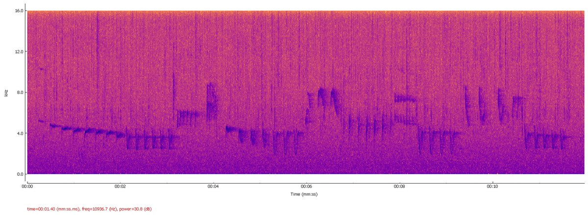 There is no better way to end the Queen's birthday weekend that a #spectrogramonday quiz.  🦜

❓Can you guess the bird from the spectrogram of its call?

#avianz #makenzbirdsheard
#bioacoustics