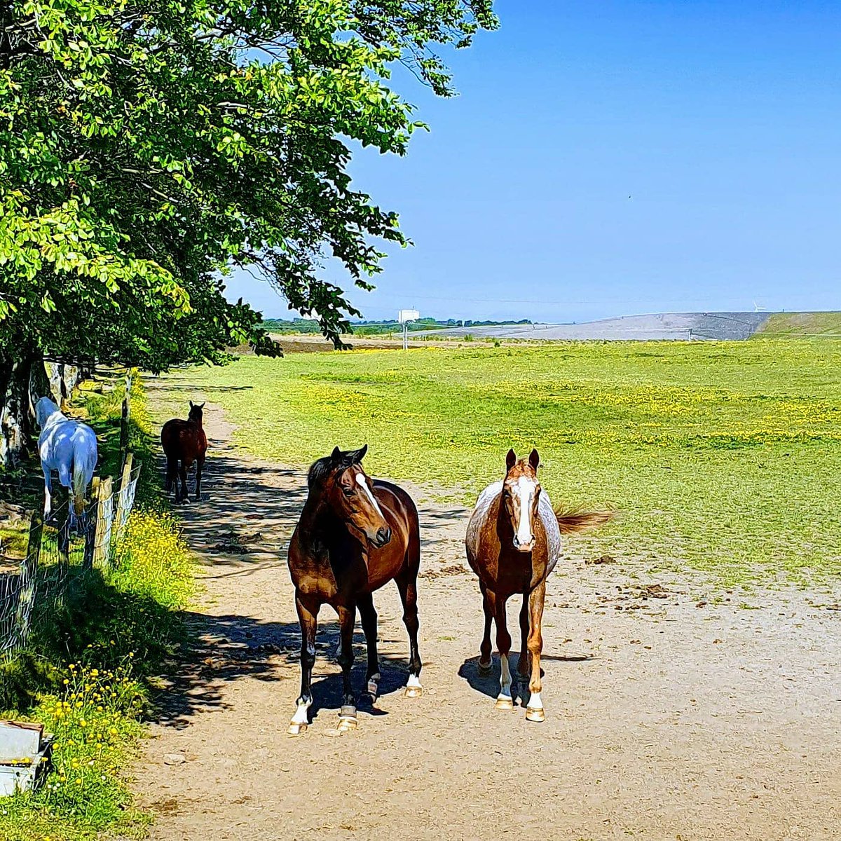 Out on 🚴‍♂️ in the ☀️ with these beauties watching.. #scotland #summer #easedlockdown