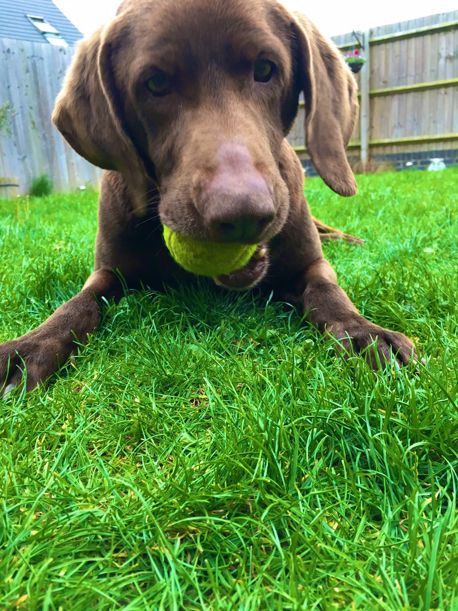 PD_Xena's tweet photo. Happy 11th Birthday to RPD Bliss 🐾 ❤️ her first birthday enjoying 🐾 retirement and it feels good! 🎂 🎈 #BirthdayGirl #RetiredPD #SeniorCitizen #OAP https://t.co/kjzxX6s47w