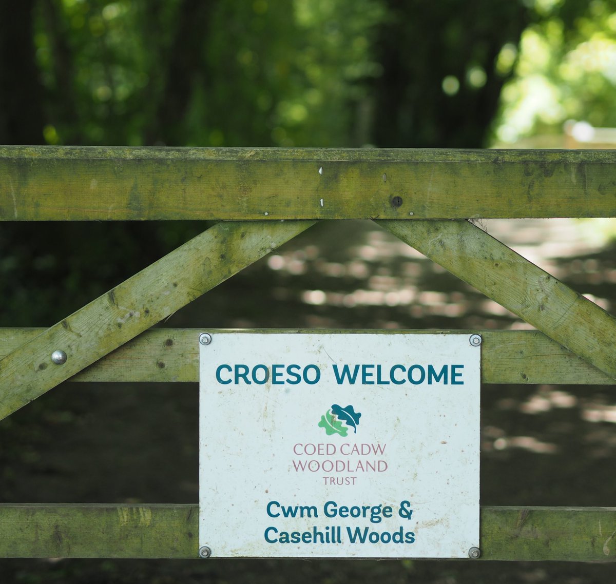 SaveDinasWoods's tweet photo. Hello everyone!
I’m delighted to share with you this fantastic news - Jane Hutt has announced today that NO DAM WILL BE BUILT IN DINAS POWYS WOODS!
Thank you all for your fantastic support. Go to our Fb pg to read her full statement Pls RT @CoedCadw  @WT_Darren @nspugh https://t.co/numUaGRBDK