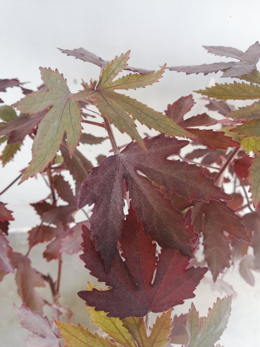 Acquired a Japanese maple a while ago and it was a cutting from a big plant. Had very low hopes that it'll survive when I got it. Glad it has survived and new leafs (greenish ones) coming out. Pretty stable now.