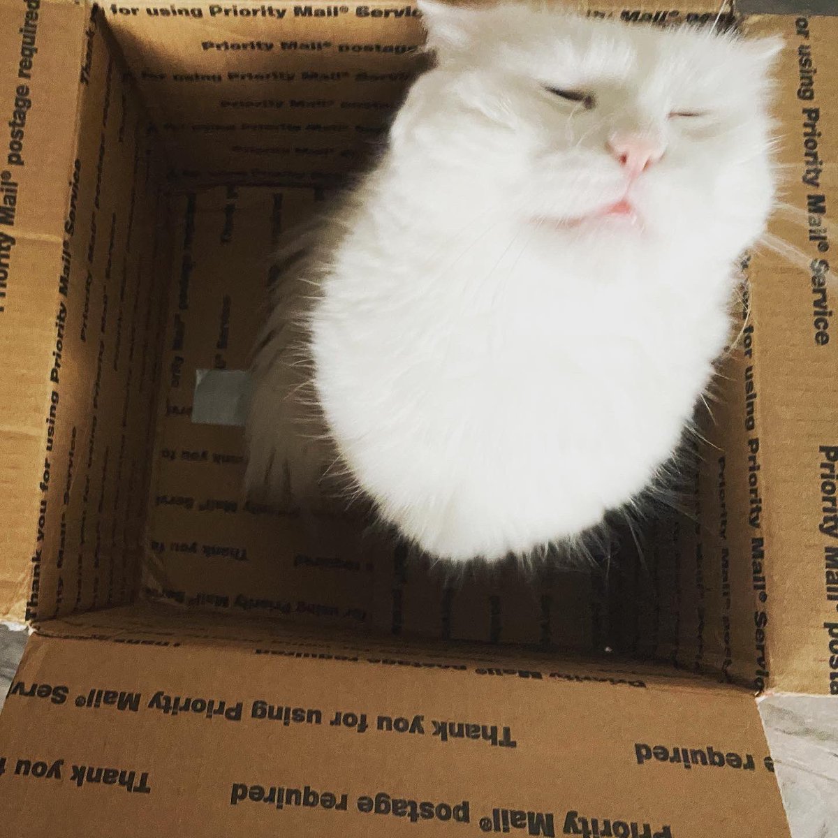 📦 #cat