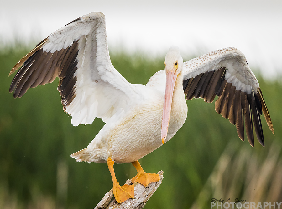Morning everyone, I hope everyone stayed safe last night!?
Here is my #PostABird for this morning. 
American White Pelican 
Extremely large and conspicuous. White with black wingtips. 
-ebird
#BlackAFinSTEM #birding 
 #BlackInNature #BlackBirdersWeek