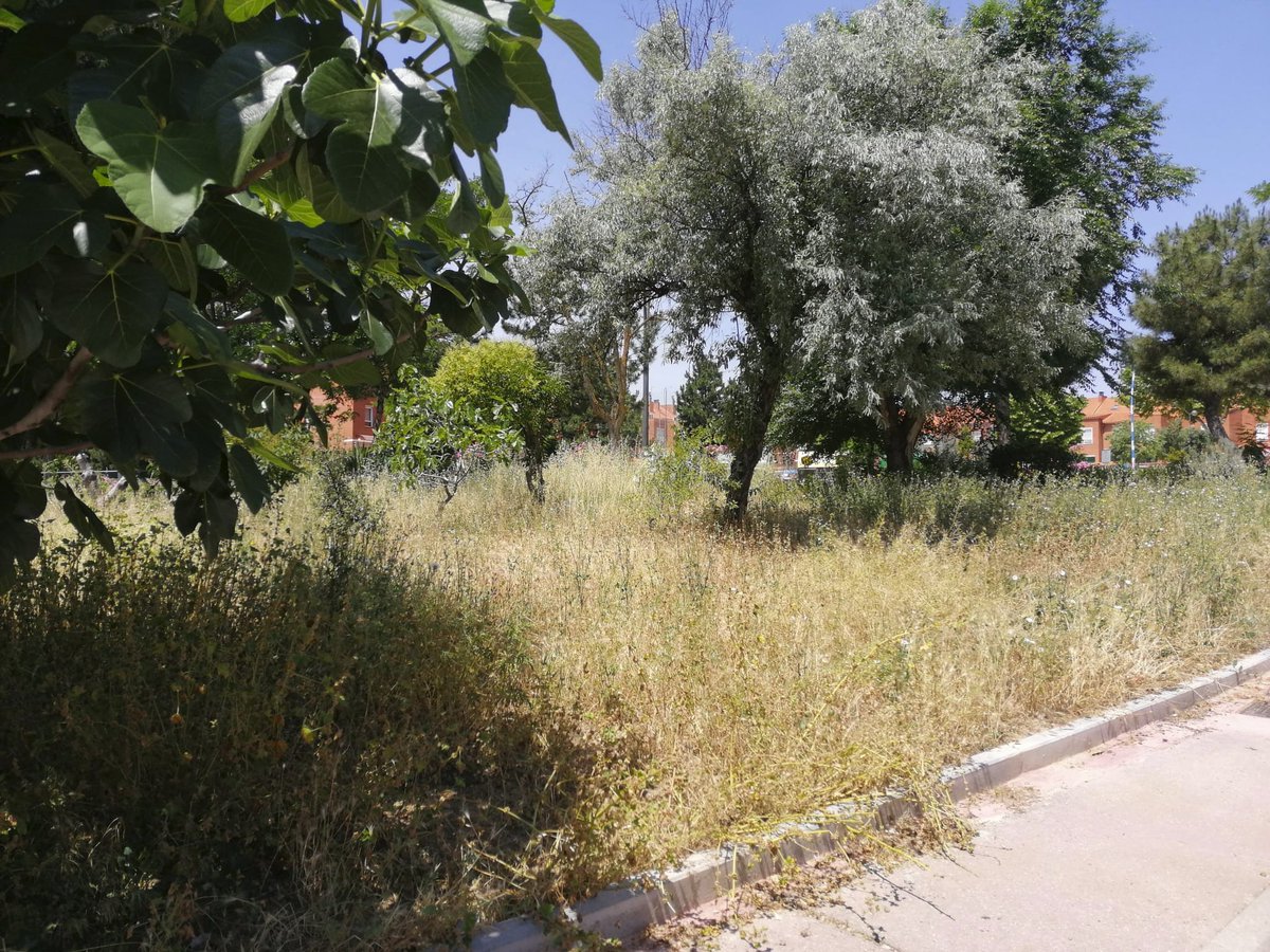 IMPULSAGETAFE's tweet photo. Tras ser avisados por vecinos del Sector 3 #Getafe, hemos solicitado por escrito al @aytogetafe que limpie y mantenga las zonas verdes del municipio para evitar riesgos, como fuegos, o molestias, como alergias.
#ImpulsaGetafe https://t.co/WGq1YHDeai