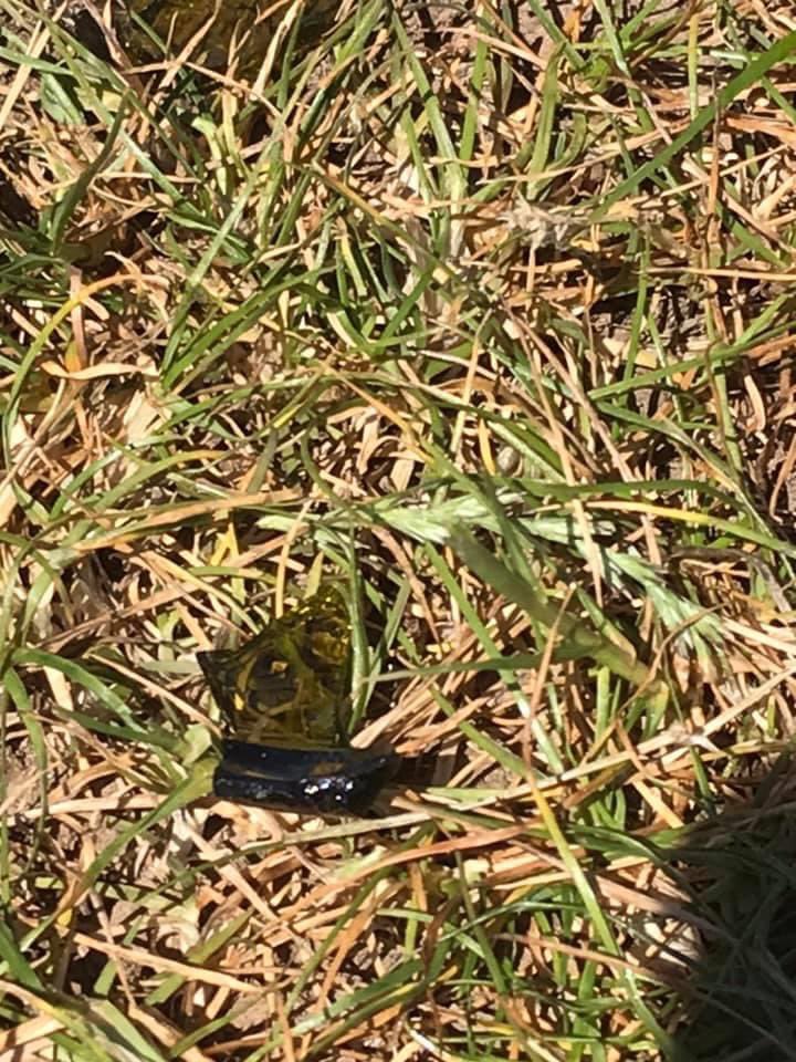 SolvaAFC's tweet photo. Really disappointing to find broken glass (which is hard to see) &amp; dog poo on our pitch. We understand the areas around the pitch are important walking routes for locals, especially in the current situation, but please keep your animals off the pitch &amp; take your litter elsewhere! https://t.co/RLzjqsAmJX