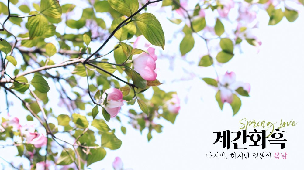 그동안 계간화흑과 함께 해주셔서 감사드립니다. 봄이 가고 여름이 오고 세월이 가겠지만, 여러분의 마음 한 켠에 항상 청춘을 함께하고 있을 카가미와 쿠로코가 자리해 있기를 빕니다. 감사합니다!