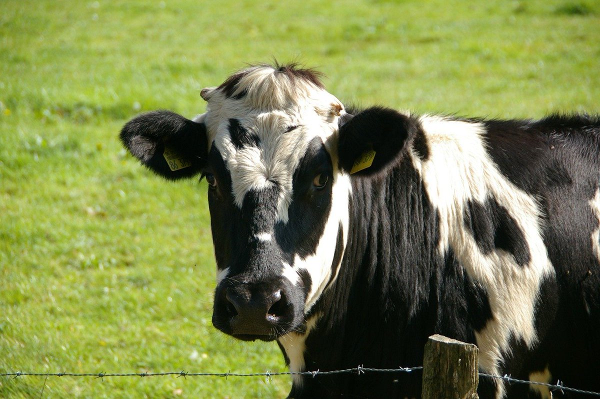 VendingApple's tweet photo. Wishing you all the best on World Milk day. Go on add another splash to your cuppa https://t.co/ucTOytqdqJ
