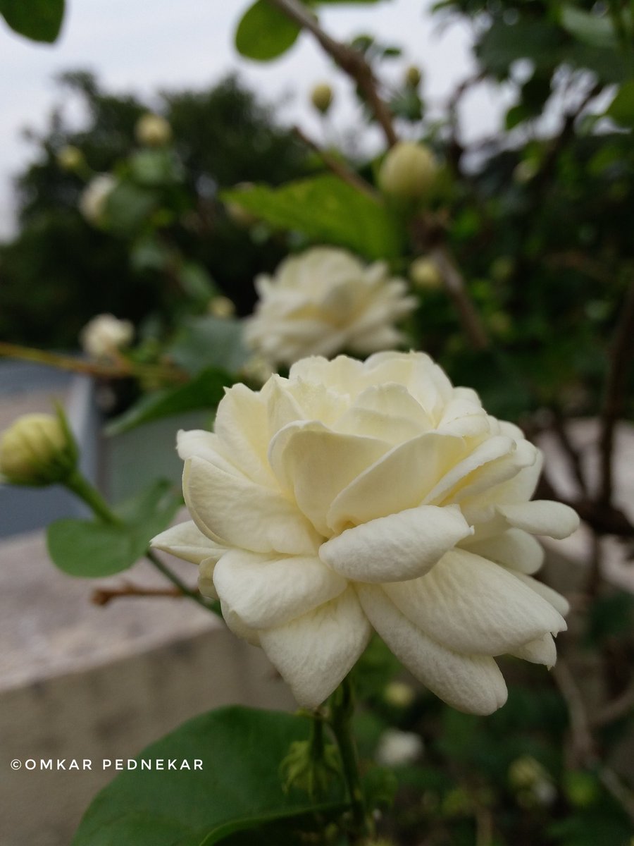 om4mahi's tweet photo. SHOT ON SAMSUNG GALAXY ON 7 PRO
#samsung #samsunglovers
#galaxy #samsunggalaxy #samsunggalaxyon7pro #samsungmobile #on7pro #stayapartstaytogether #withgalaxy #AwesomeToday #GetThroughThisTogether #incredibleindia #naturephotography #NOFILTER #photographylovers #photography #Pune https://t.co/fF9fEJOgLM