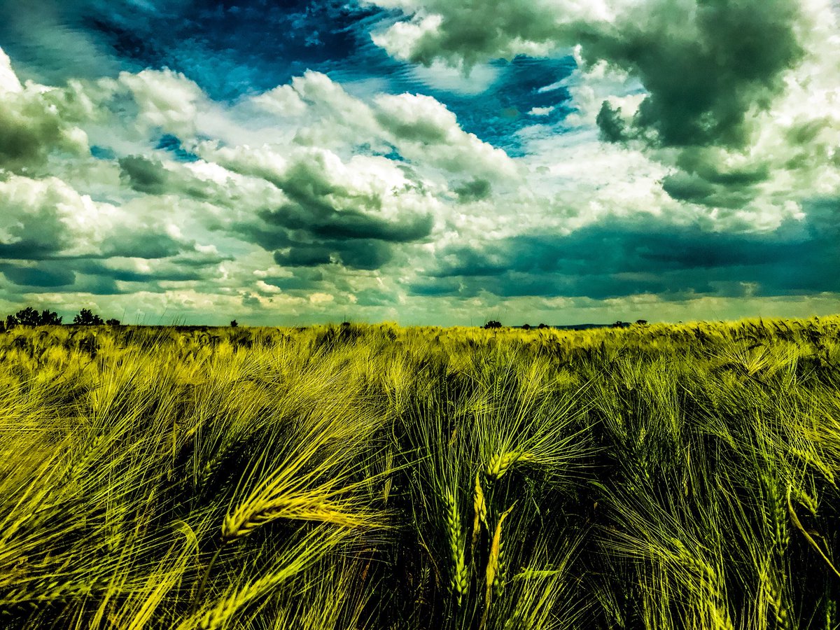 Riding
etsy.com/shop/BlackArie…
#wheatfield #landscape #countryside #country #clouds #motorcycle #motorcycleart #woodenpicture #wooden #wood #art #artwork #reclaimed #reclaimedwood #etsy #etsyshop #blackarieldesign
