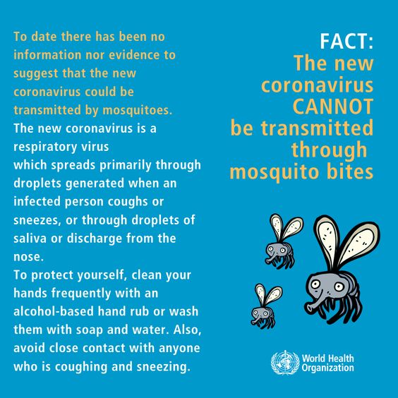 SellyPk's tweet photo. The new coronavirus CANNOT be transmitted through mosquito bites.

#facts #bustingmyths #CoronaIsNotAJoke #COVIDー19 https://t.co/yzfX0OvMx4