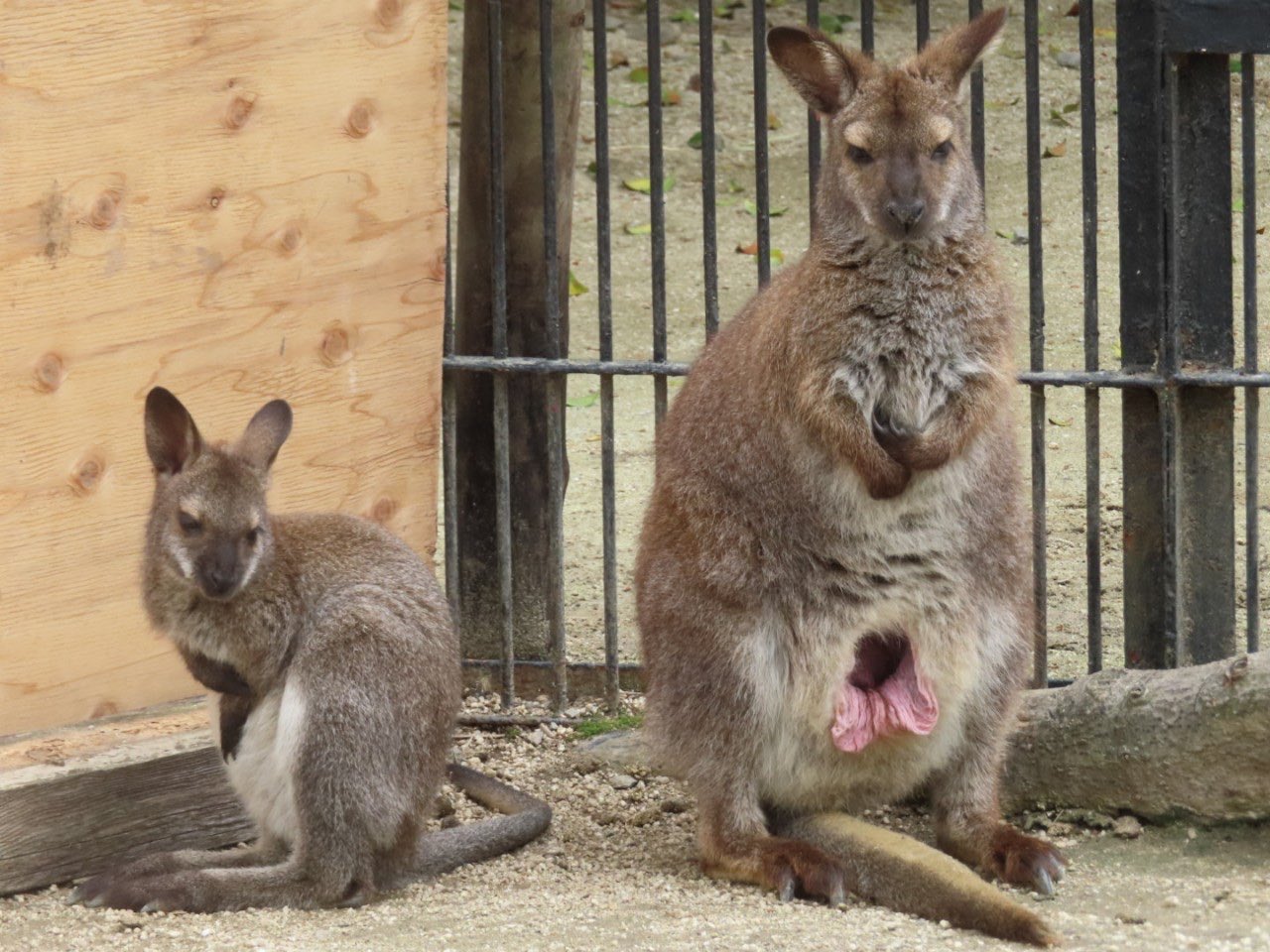 宇都宮動物園 公式 袋に出たり入ったりを繰り返すせいか育児嚢の内側が外へ飛び出ていました ルーナお母さんは気にしていないようです それでは おやすみなさい は ベネットワラビー アカクビワラビー ルーナ ルーク ワラビー 親子 宇都宮