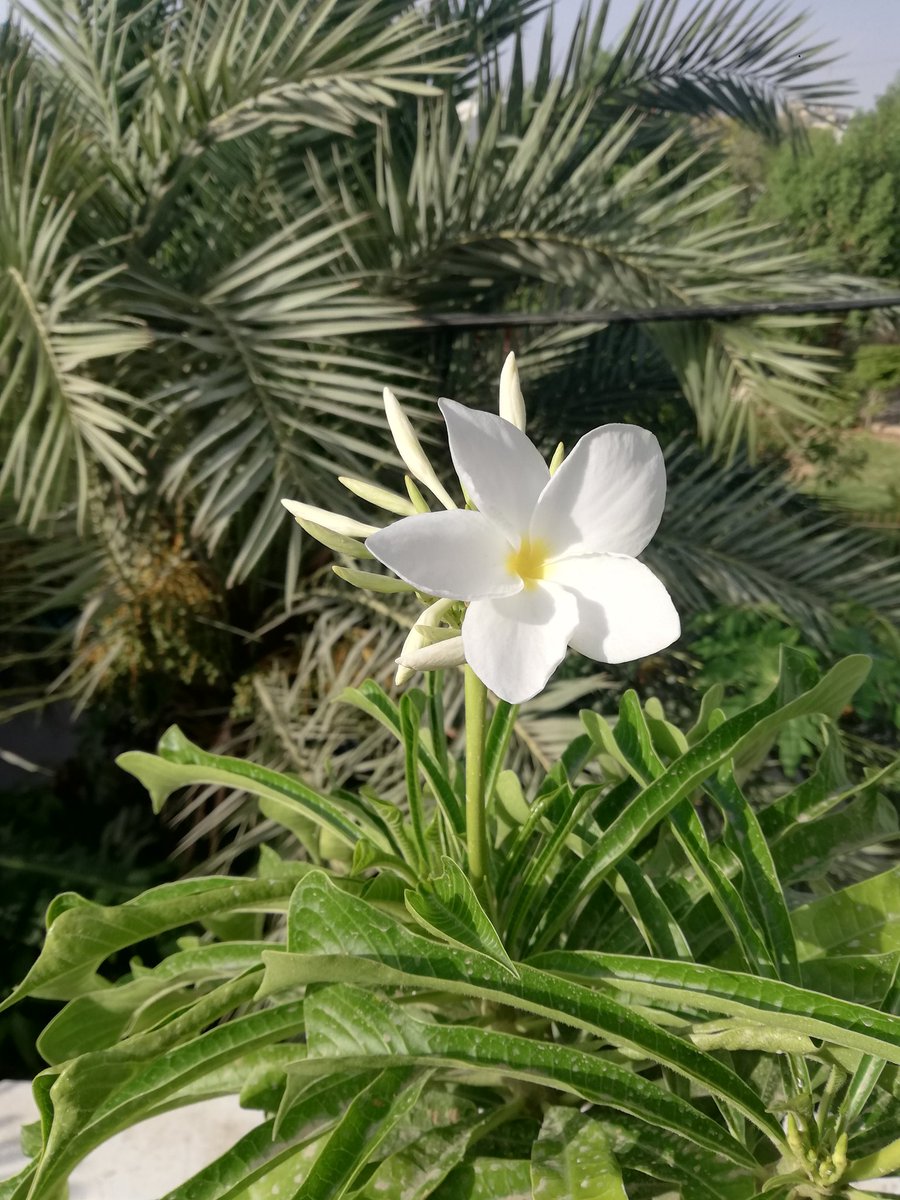 The Bridal Bouquet (Plumeria) or Champa is blooming. Looks beautiful.