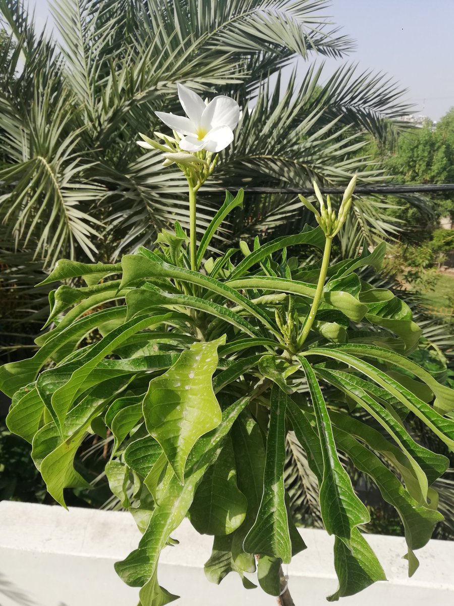 The Bridal Bouquet (Plumeria) or Champa is blooming. Looks beautiful.