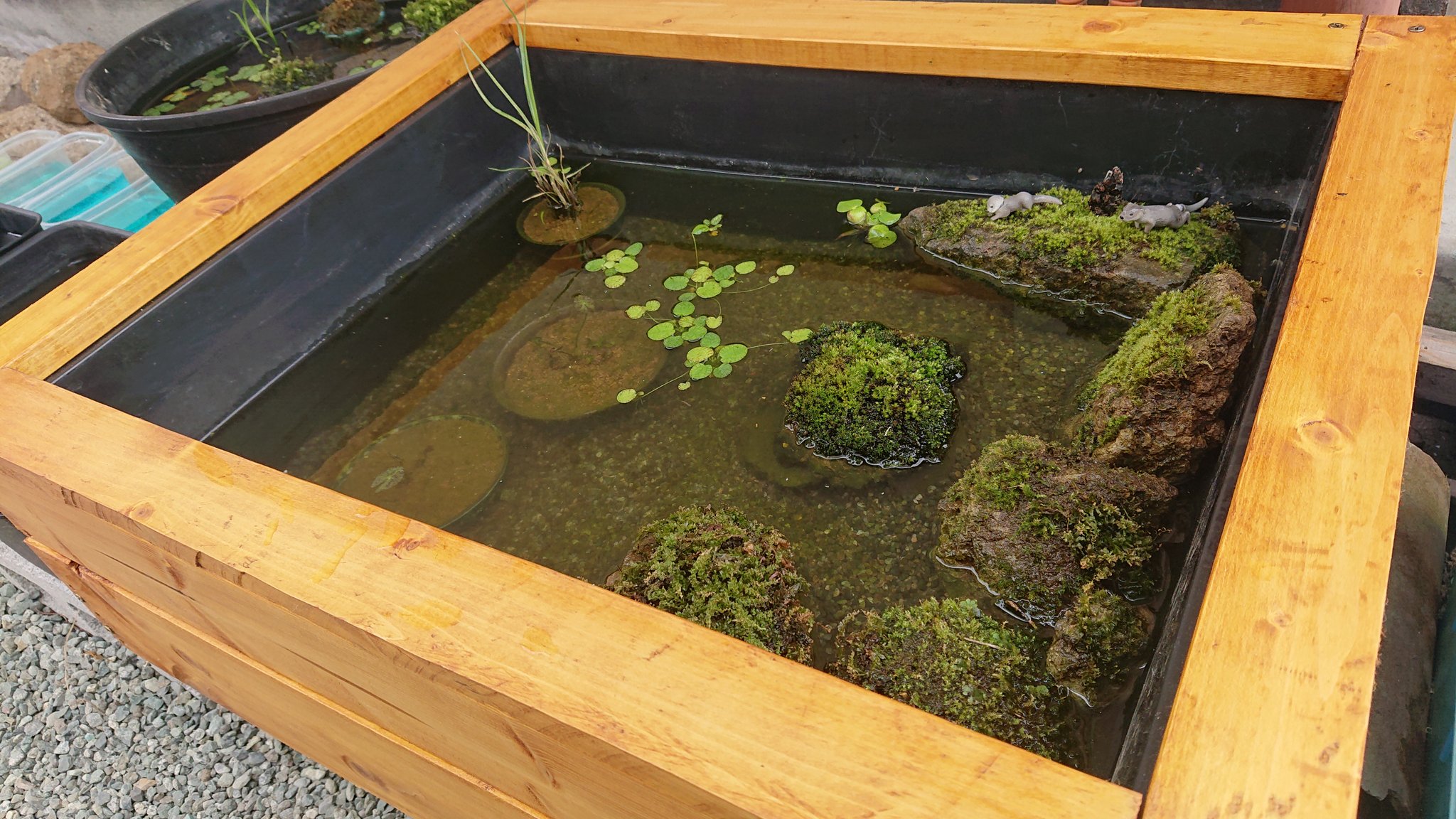 まつ ビオトープのレイアウト変更して良い感じになった 木枠も作ってかなり雰囲気出て来たかな この木枠製作費何と 500円 ニスはdaisoの けやき色の物 最近植えた ミニホテイソウ 姫スイレン今年花咲くと良いなあ ビオトープ メダカ T