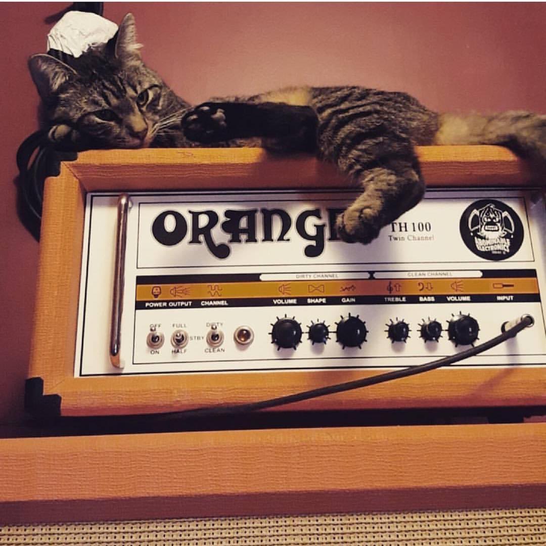 Peace, love and #catsonamps