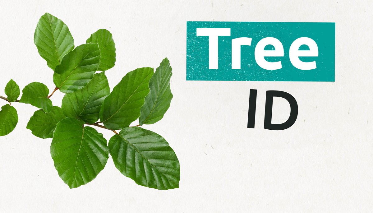 ForestryEngland's tweet image. Can you ID this tree for today’s tree challenge? 

This tree is known as the queen of British trees... #30dayswild