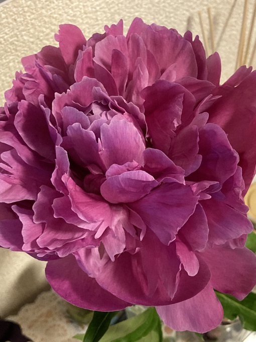 芍薬のtwitterイラスト検索結果 古い順