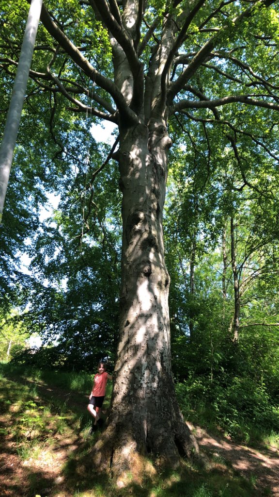 Was out walking today &amp; Maise found huge tree 🌲. <a href="/StHelensNLC/">St Helen's Condorrat</a>   Daily exercise