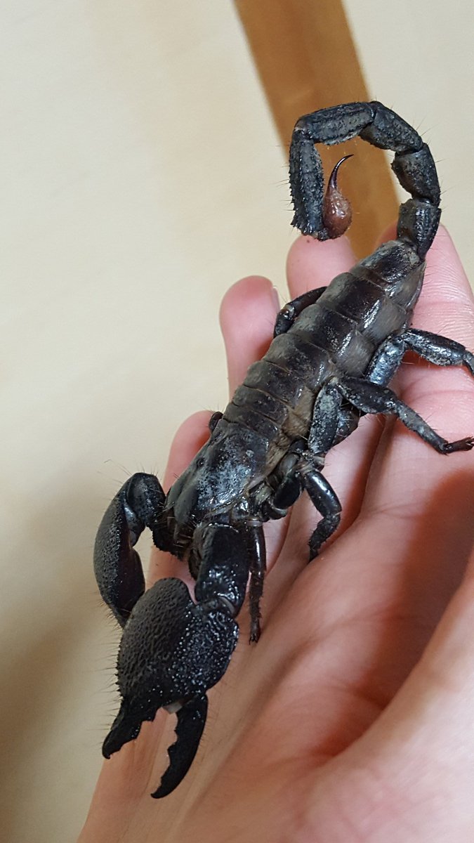 咲夜 脱皮前なのかな お腹がふくれてて光沢感もないでも餌は食べてるんだよなぁ ダイオウサソリ 毒虫 奇虫 昆虫