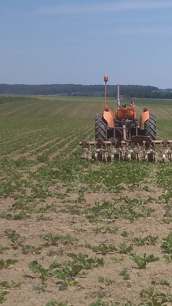Bon courage aux bineurs/bineuse!