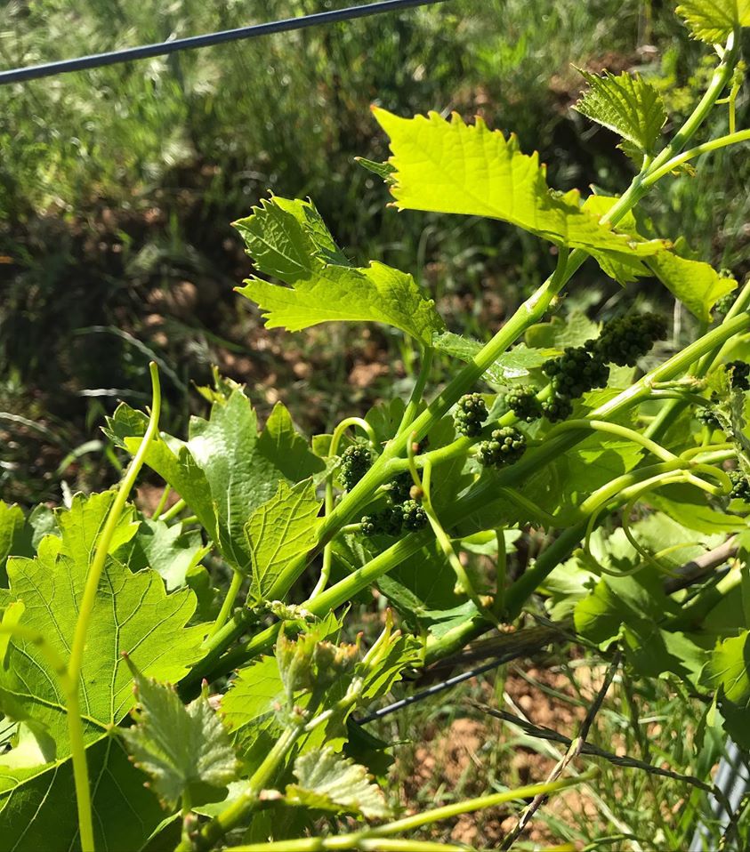 ClosduBailly's tweet photo. Petit raisin deviendra grand // small grape will grow big 🍇  #cotesdurhone #cotedurhone
 #pontdugard #vin #vins  #redwine #vinrouge #redwinelover #rosewine #oenologie #vinblanc #whitewine #winelover #remoulins #uzes #avignon #nimes #france #suddefrance #provence #lavignecontinue https://t.co/FtmQBjhr67