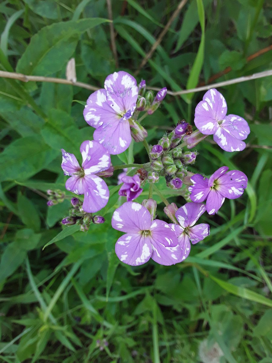 This Dame's rocket is prettyInvasive as fuck, but pretty