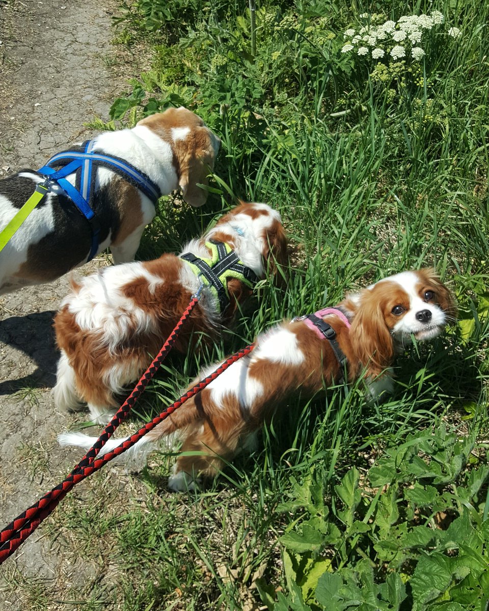 PawPanions's tweet photo. Stopping for a little graze on their walk 🐶🐾🖤 #dogsoftwitter #dogwalker #petservices https://t.co/88tUXUcS1m