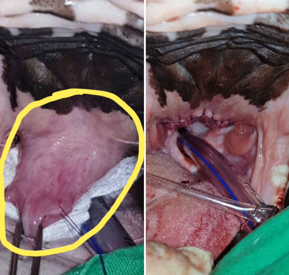 BOYCAN Veterinarios tweet media