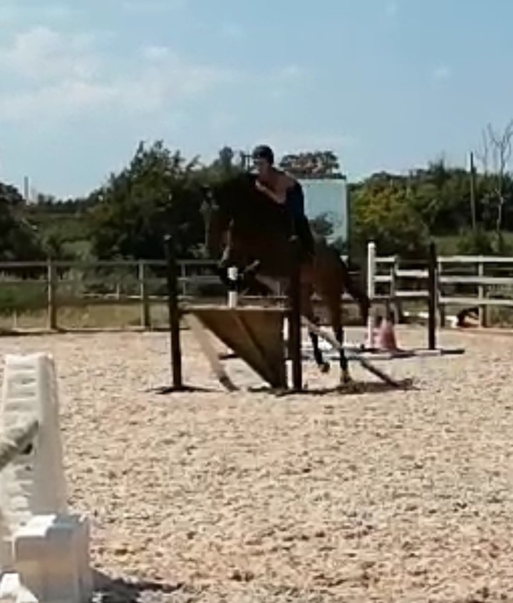VetGoneEventing's tweet photo. Leo feeling good too, kept them small with some tricky lines but he was fab 🙂 #TakeIt2TheLimit #Yumove #ActiveJoint 🌟 https://t.co/KWKSZzBxnG