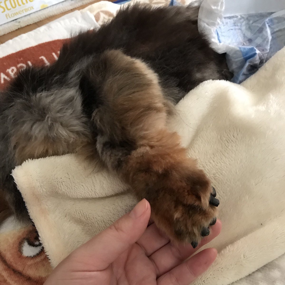 ずさし tweet media