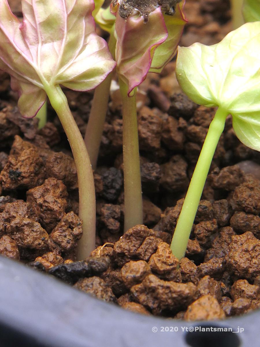 Yt 獅子抜け株の淘汰 右側は獅子ヘテロで種子穫り用に残す 左側は獅子抜けで捨てる 変化朝顔 朝顔 あさがお アサガオ Morningglories Ipomoea Nil 一年草 Annuals Flowers 花 植物 園芸 T Co Ghxxmgdu9e Twitter