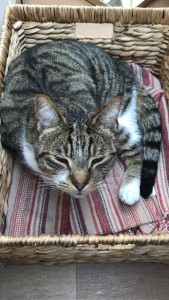 identibase's tweet photo. #FoundPet Alert, Canine (Other), 'Noah', Found near #PeppardCommon RG9, Contact:https://t.co/mqmK0NKGRI Ref:13E64 https://t.co/D5LPgku9C3