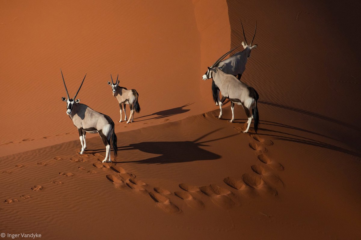 africageo's tweet photo. 📷  Oryx (gemsbok) on the dunes of Sossusvlei at sunrise. Namib Desert, Namibia © Inger Vandyke https://t.co/0xpiO4nxv1