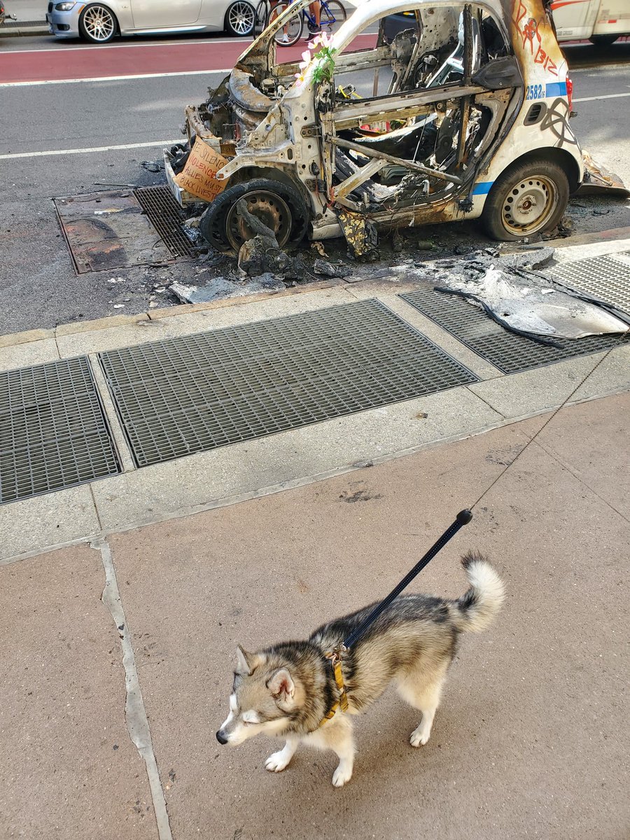 Last one, my dog with the burned down NYPD Smart car on Broadway