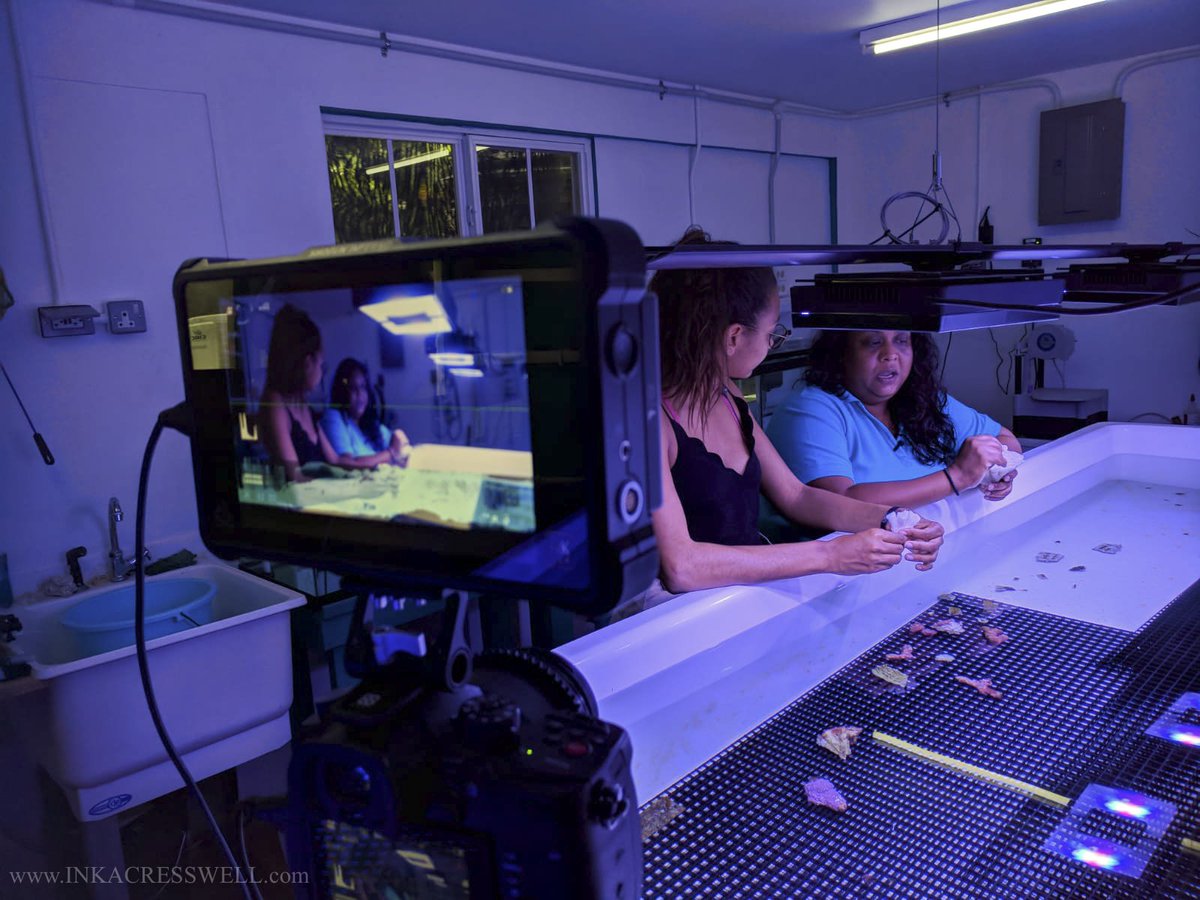 Inka Cresswell tweet media