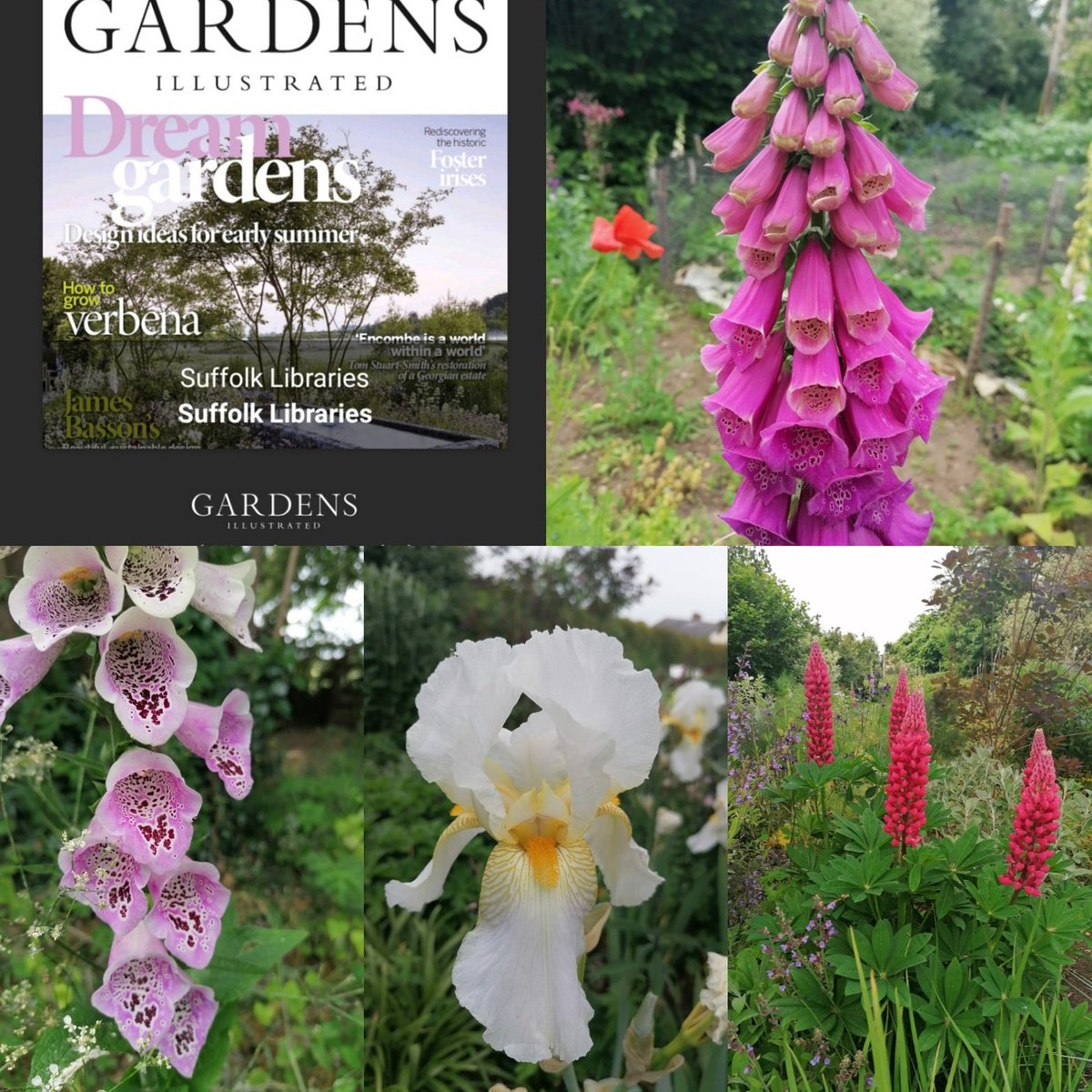 BuryLibSuffolk's tweet photo. Don't forget you have free access through Press Reader and your library card number to hundreds of interesting magazines. Some beautiful garden inspirations. #englishcountrygarden #gardenlife #beautifulflowers https://t.co/MQxaX8Cf79