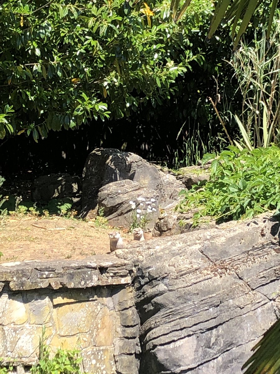 harmonyhelen's tweet photo. Ahhh @DinahLiversidge just for you - my walk today: the #otters woke briefly from their sunshine snooze to say hello. @Marwellwildlife #walkabout #zoolife #officewalk (Plus bonus #penguin pool, #flamingos & shiny #hippo bum!) #TheBreakfastClub https://t.co/NBxjZW1gSO