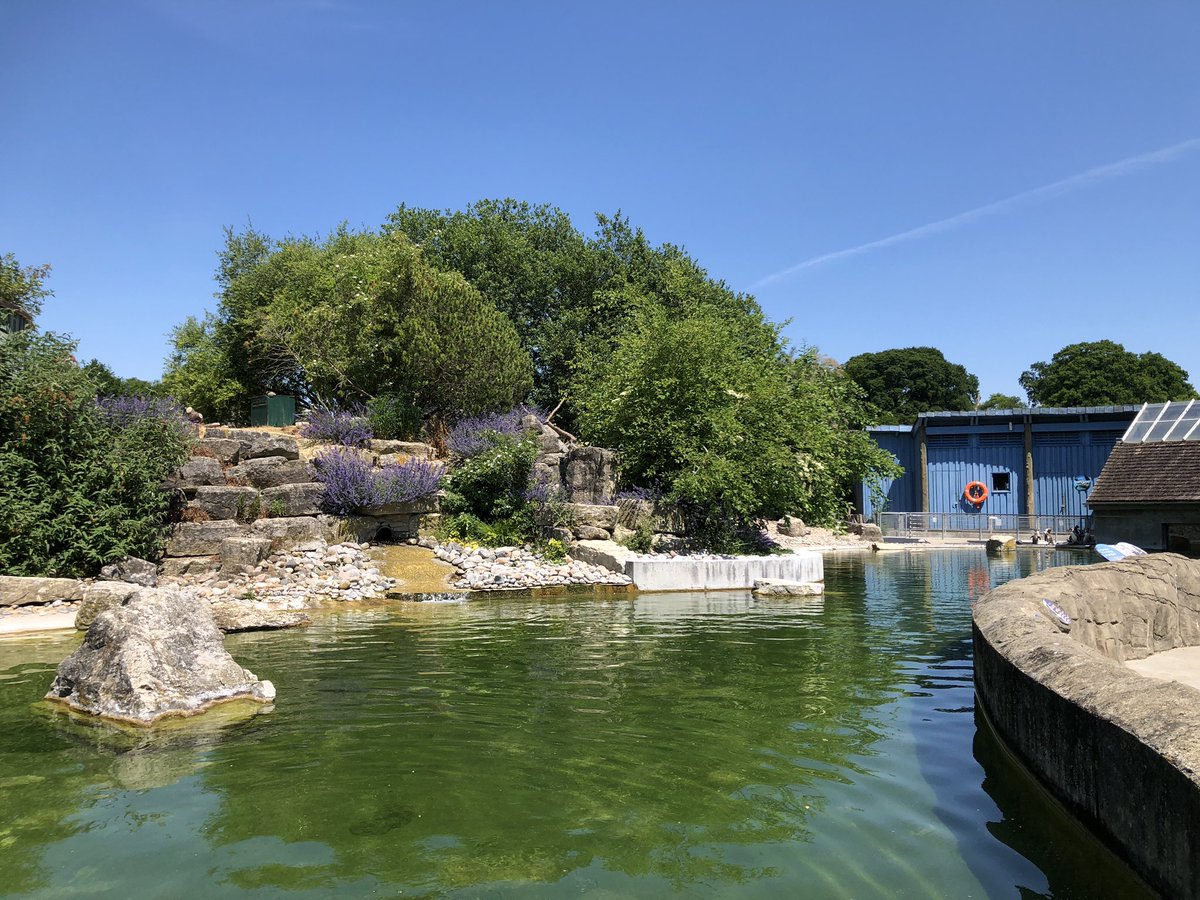 harmonyhelen's tweet photo. Ahhh @DinahLiversidge just for you - my walk today: the #otters woke briefly from their sunshine snooze to say hello. @Marwellwildlife #walkabout #zoolife #officewalk (Plus bonus #penguin pool, #flamingos & shiny #hippo bum!) #TheBreakfastClub https://t.co/NBxjZW1gSO