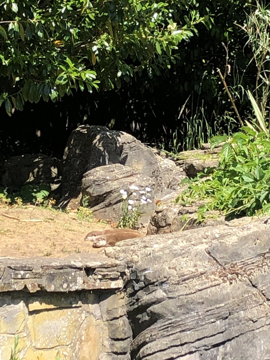 harmonyhelen's tweet photo. Ahhh @DinahLiversidge just for you - my walk today: the #otters woke briefly from their sunshine snooze to say hello. @Marwellwildlife #walkabout #zoolife #officewalk (Plus bonus #penguin pool, #flamingos & shiny #hippo bum!) #TheBreakfastClub https://t.co/NBxjZW1gSO