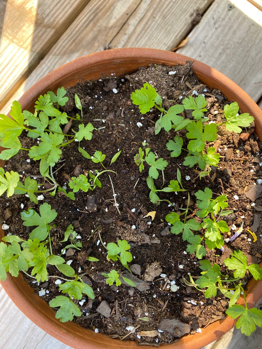 Did you plant seeds? It's not too late. These Basil and Parsley seeds planted in April are loving the May and June sunshine! #plantyourseeds <a href="/SomervilleHSNJ/">Somerville High School</a>
