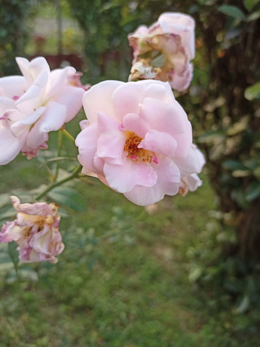 hella__badid's tweet photo. Uncle's garden is a dreamland 😍

Pictures taken by me on my android phone. #mobographer #androidphotography #flowers 🌸🌹🌺🌼 https://t.co/6e3As0666D