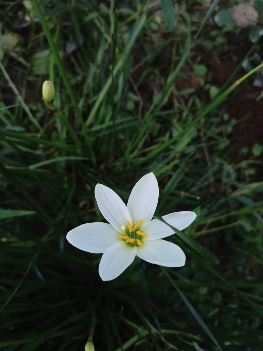 hella__badid's tweet photo. Uncle's garden is a dreamland 😍

Pictures taken by me on my android phone. #mobographer #androidphotography #flowers 🌸🌹🌺🌼 https://t.co/6e3As0666D