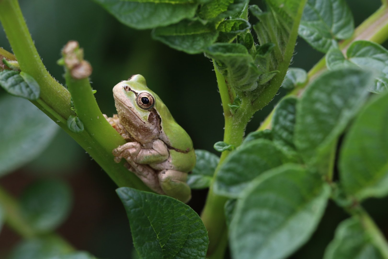 かわねこ 6月27日 土 毎日観察してるつもりだったがオタマジャクシがいきなりカエルになっていた 前足が生えて壁に張り付いている 発泡スチロールで浮島を作ってやったらオタマジャクシが島を齧り出したので木製の蓋とカブトムシの上り木を代わりに投入