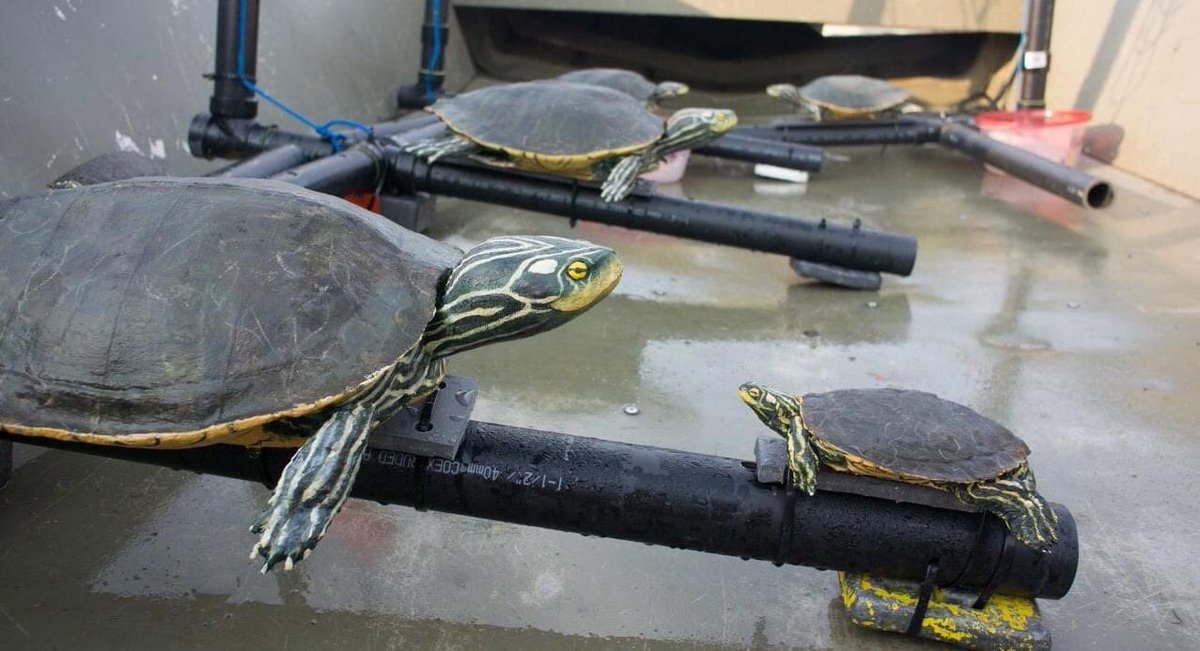 canuck_herps's tweet photo. Take a glimpse into the underwater world of the #NorthernMapTurtle! This #DriftFence post features video of underwater predation attempts on turtle decoys, including one surprising attempt by an atypical would-be predator 
https://t.co/IyP3bK0AbU https://t.co/wW9FrqGRLv