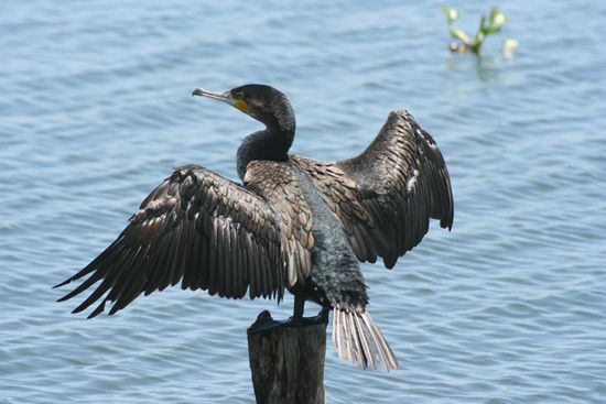 OlivierJorba's tweet photo. 50 à #Belrupt, 140 à #Escles, 70 à #Fontenoy, 10 à Charmois-l'Orgueilleux et 30 à #Xertigny : 300 grands #cormorans pourront être abattus durant la période de #chasse au gibier d'eau dans certains étangs des #Vosges.
#environnement #chasse #peche #Ecologie https://t.co/IeEnh46pJb