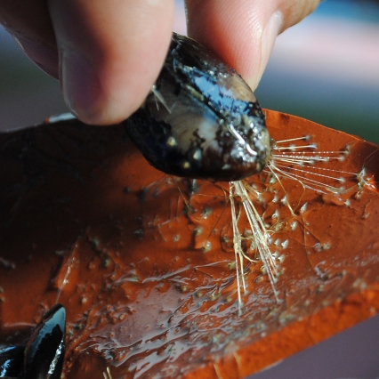 ThreadDesign's tweet image. ....seashells sum some stiff and some stretch to stay safe - is.gd/vm8KEu