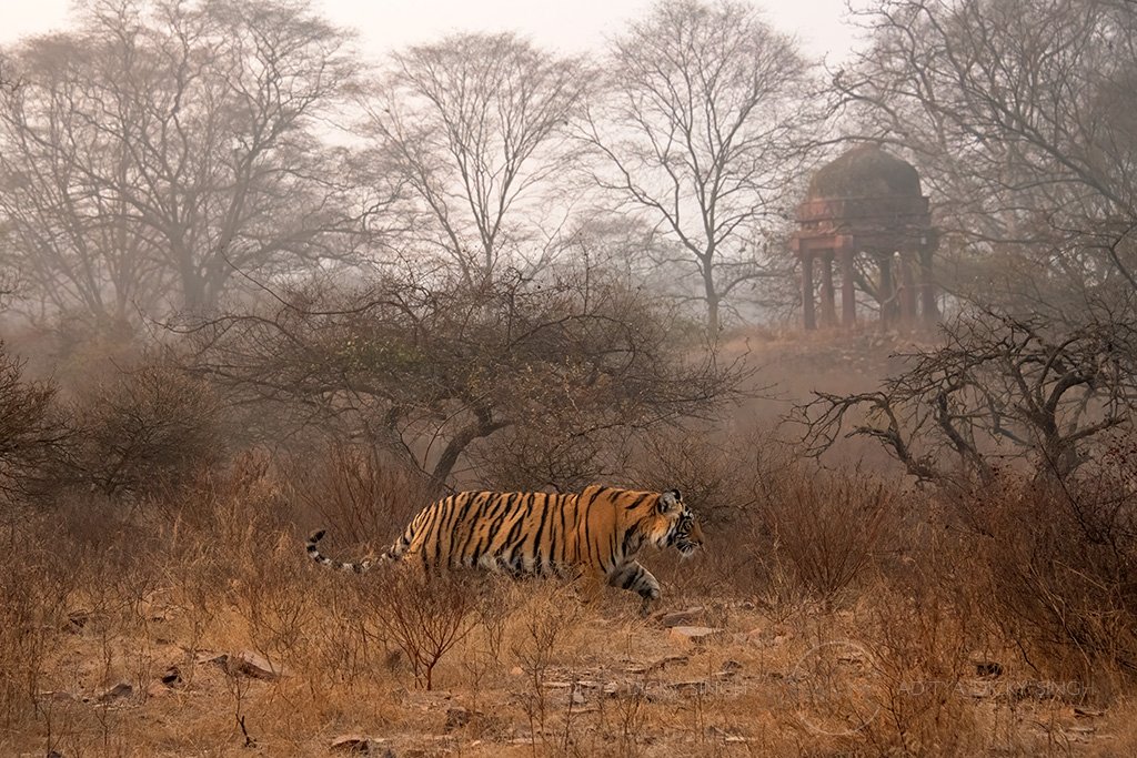 'Badi chattri' in Ranthambhore