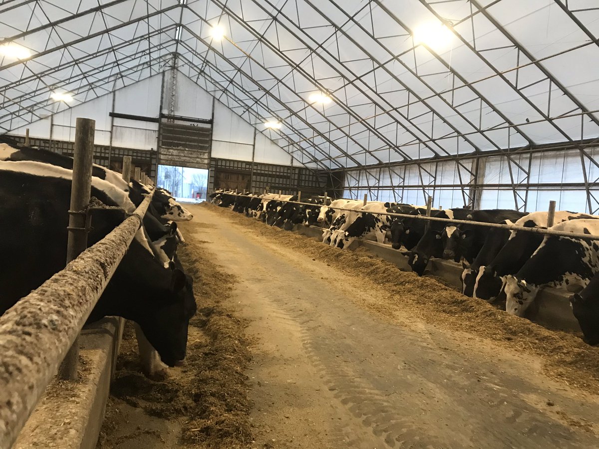 SherriCroft3's tweet photo. Happy World Milk Day! Support your local Canadian dairy farms by looking for the blue cow on the majority of your dairy goods! Cheers! 🥛🐄🌱 @dfc_plc @CDC_Dairy #canadiandairy @HolsteinCanada https://t.co/JA3ZYUugbq