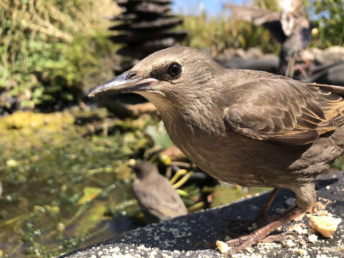 PMH_RAFBF's tweet photo. The Starlings in the garden at PMH @RAFBF https://t.co/TlWGvW3Q2p